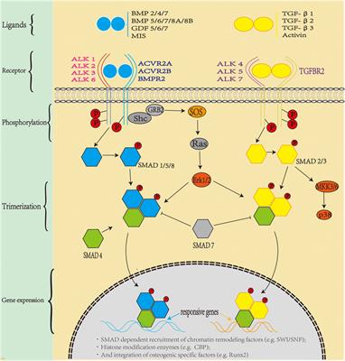 Frontiers | The Auxiliary Role of Heparin in Bone Regeneration and 